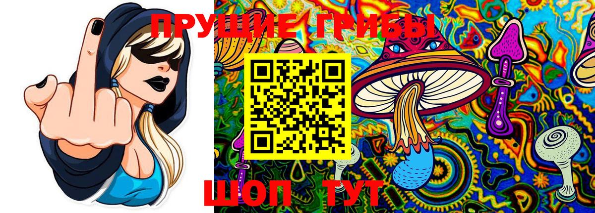 Псилоцибиновые грибы Psilocybe  Вход с VPN  Кунгур 
